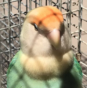 Meet your Posher, Lilly